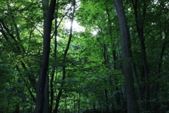 深緑