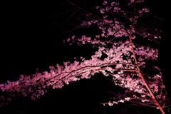 夜桜