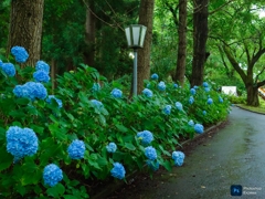 紫陽花3