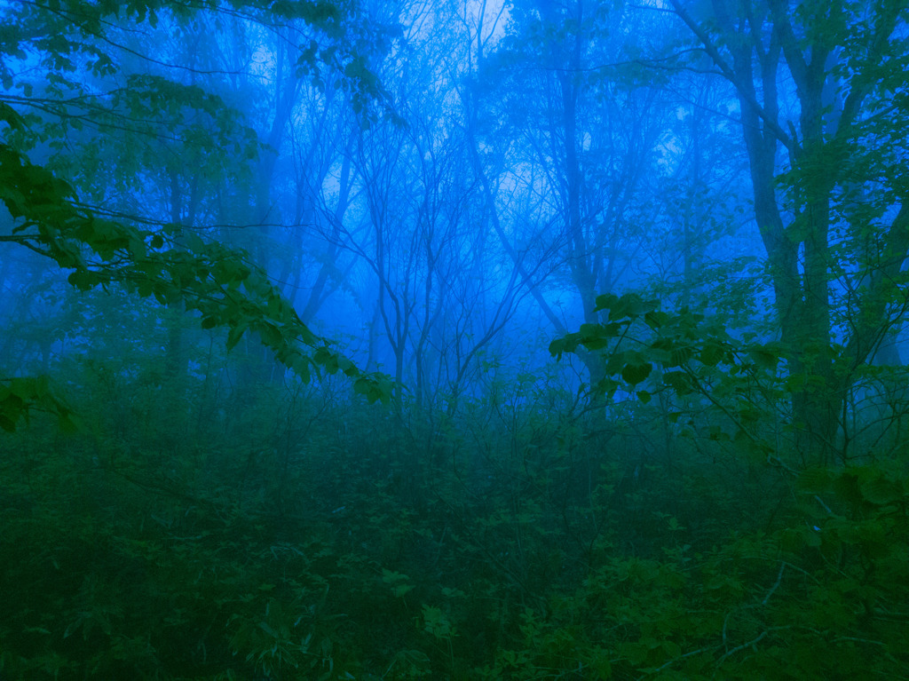 magic forest