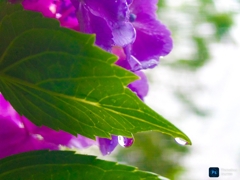 紫陽花2