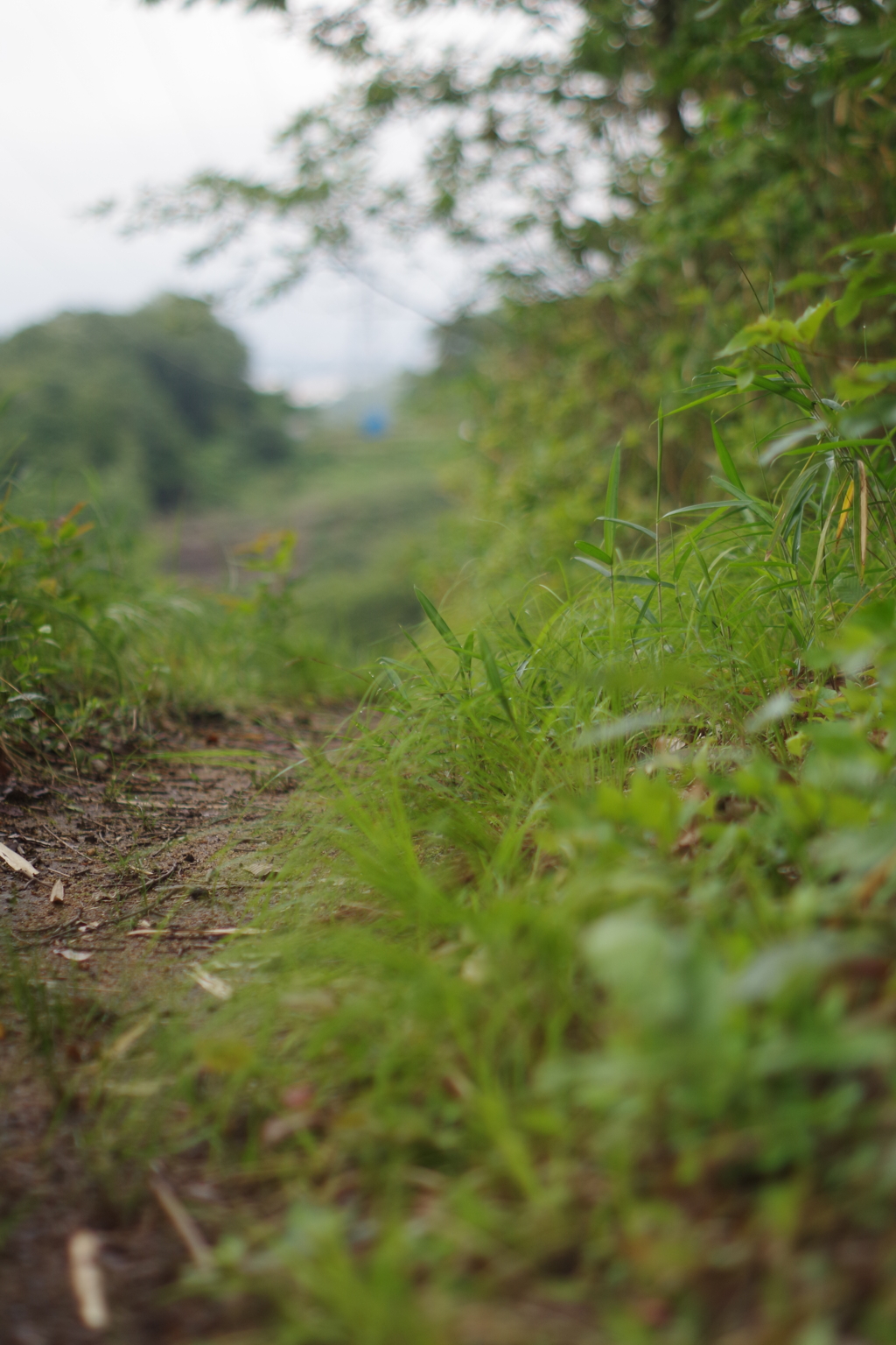 雨上がりの里山4