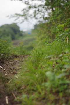 雨上がりの里山4