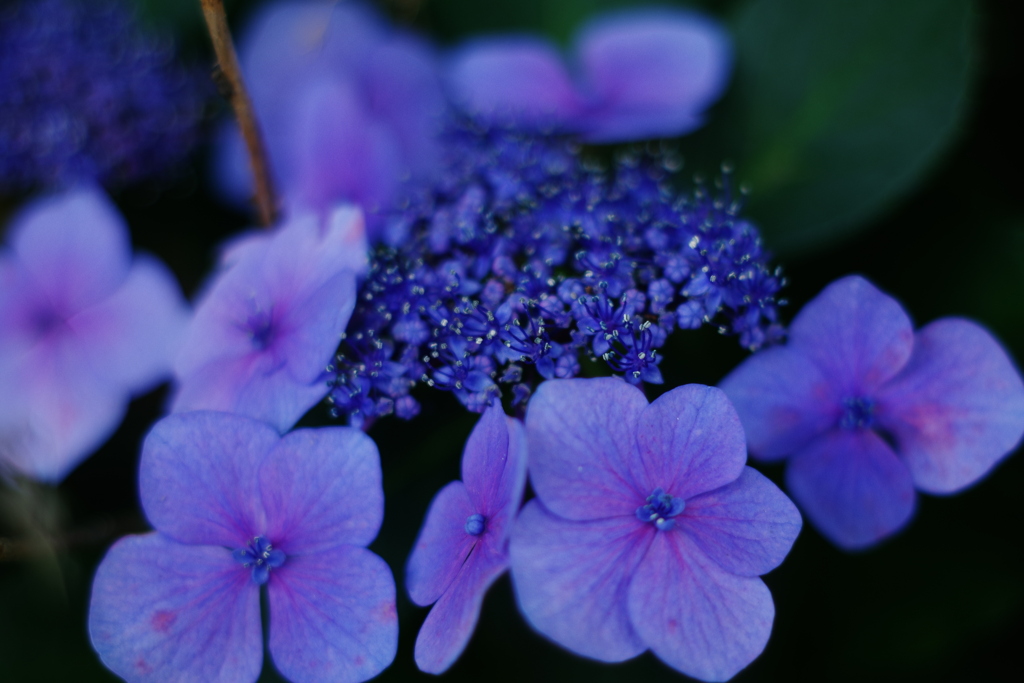 平日休みに紫陽花パワー1