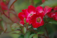 雨上がりのレッド