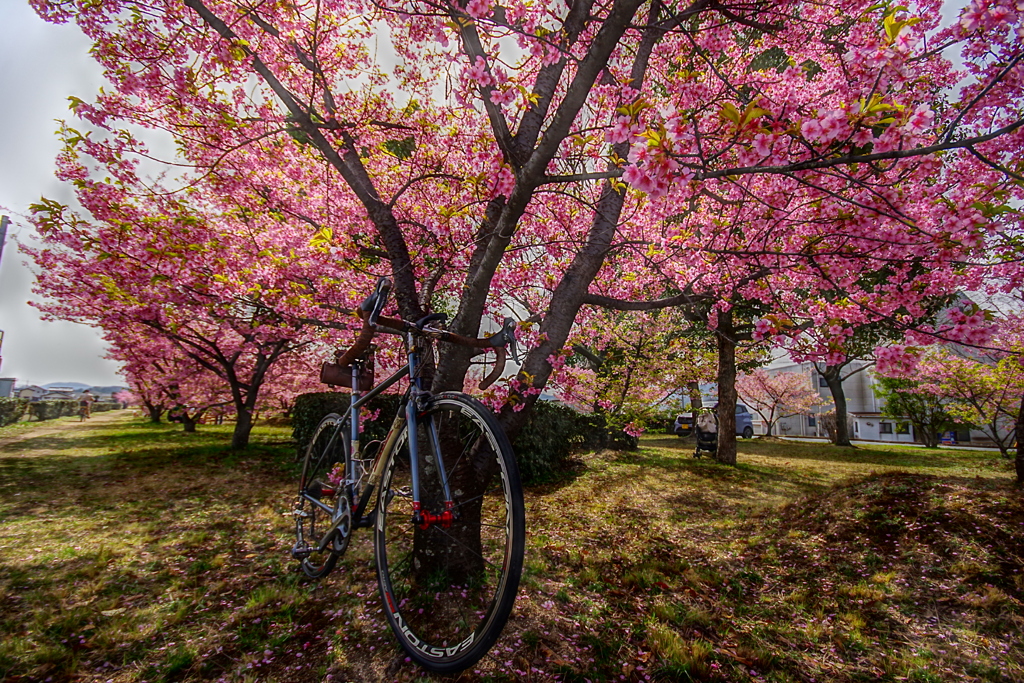 2025河津桜　倉敷川沿い4
