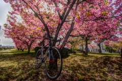 2025河津桜　倉敷川沿い4