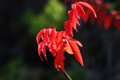 紅葉を超える赤