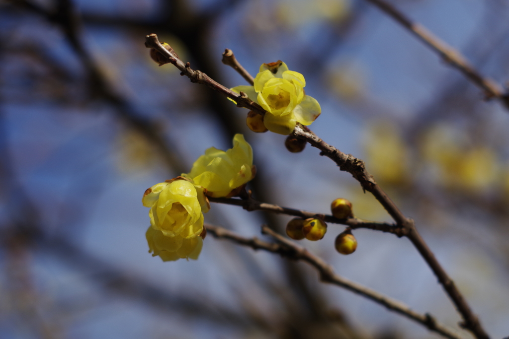 2022の蝋梅1