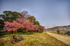 2025河津桜　倉敷川沿い5