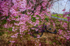 枝垂桜とグラベルバイク