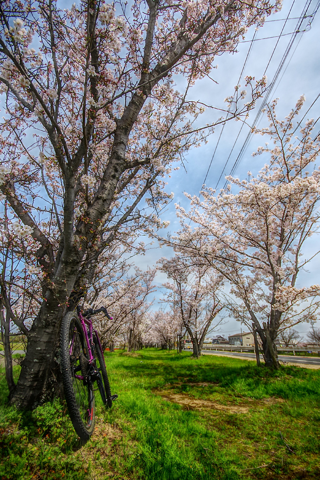 桜並木