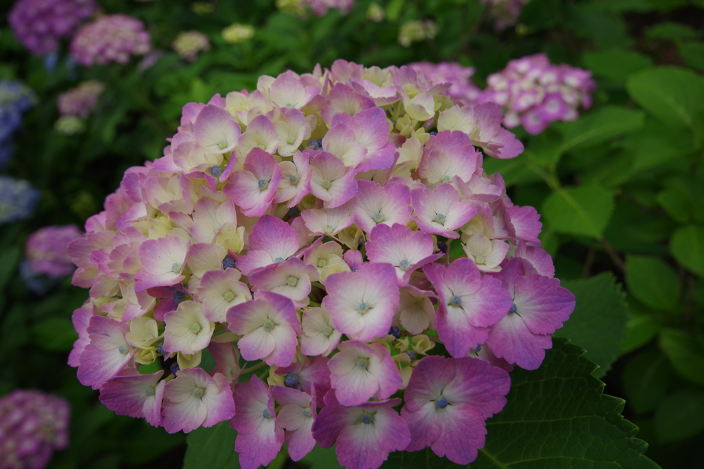 曇り空に映える