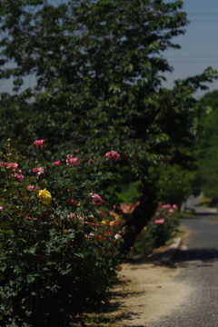 薔薇と坂道