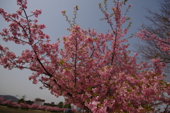 2025河津桜　倉敷川沿い2