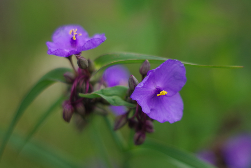 雨上がりの里山3
