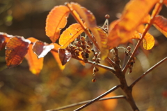 山の中のポップコーン