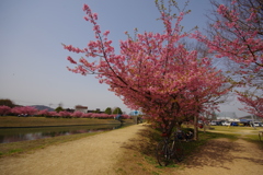 2025河津桜　倉敷川沿い１