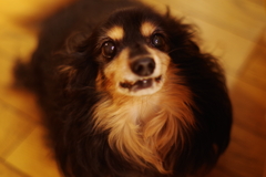 小僧