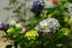 6月初旬の紫陽花3