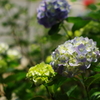 6月初旬の紫陽花3