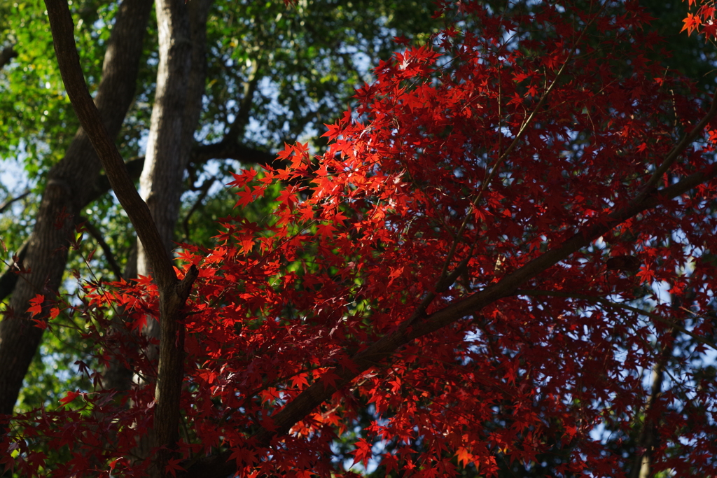紅にはもうちょい？