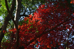 紅にはもうちょい？