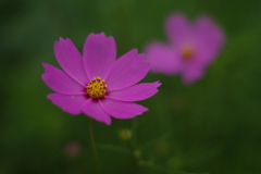 雨上がりの里山2