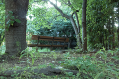 公園の朝