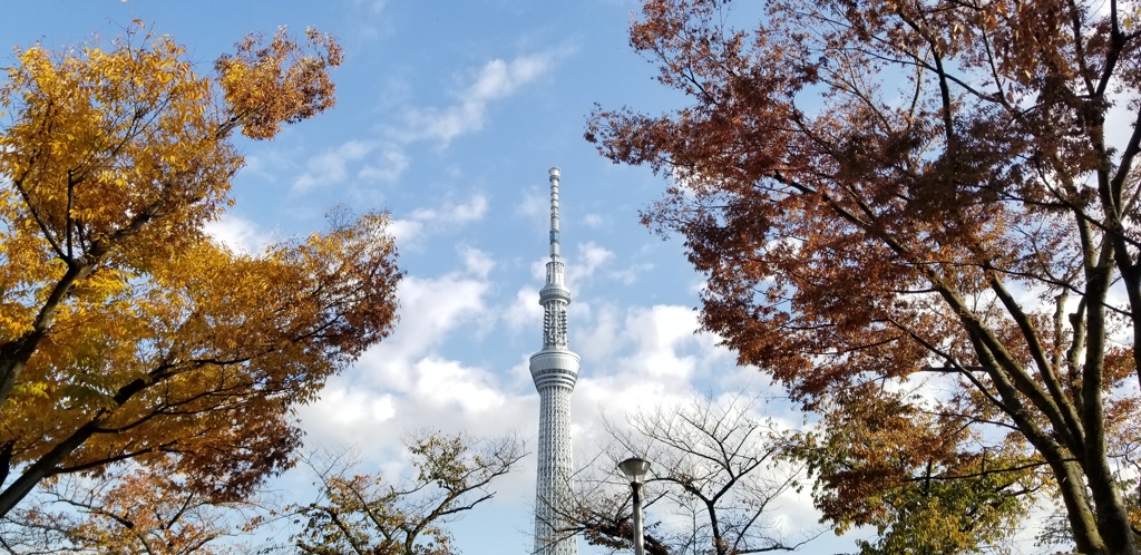 秋の東京スカイツリー
