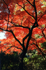 本土寺の紅葉