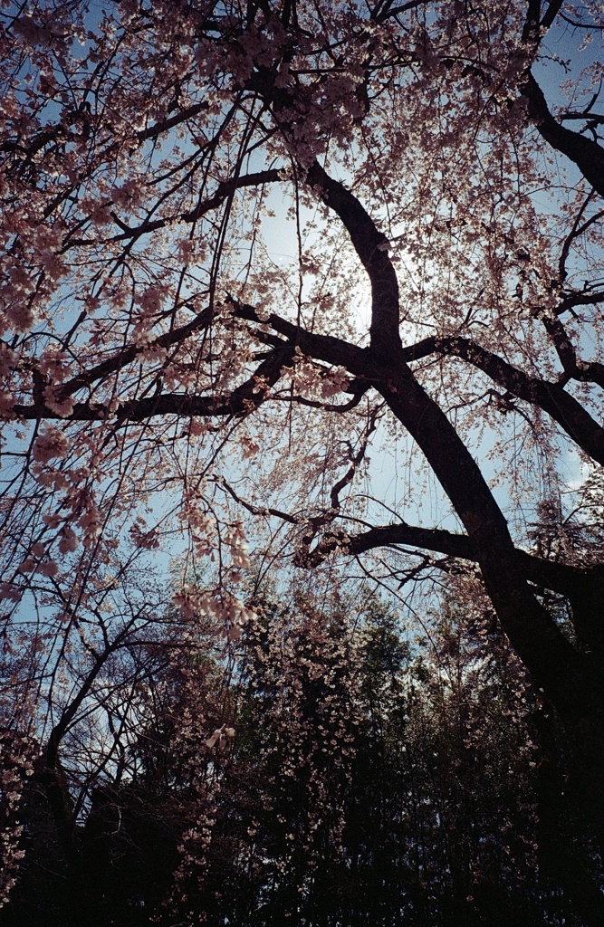 栄福寺