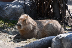 旭山動物園8