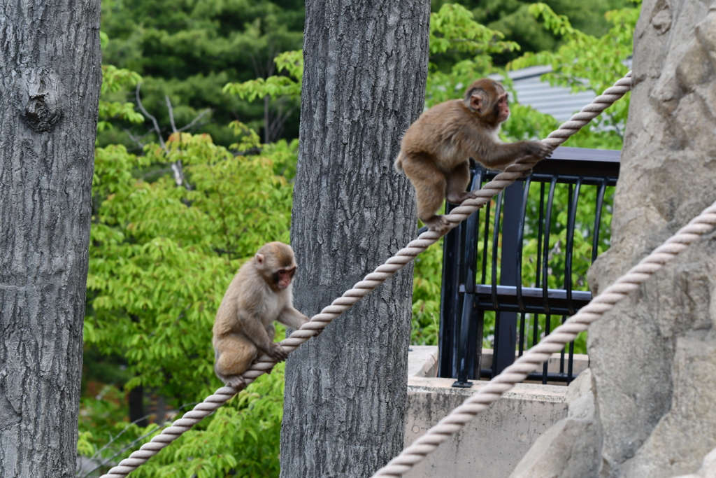 旭山動物園2