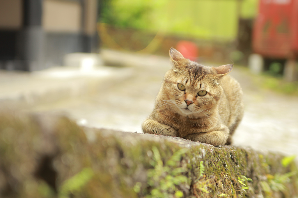 湯平の猫