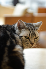 猫カフェにて