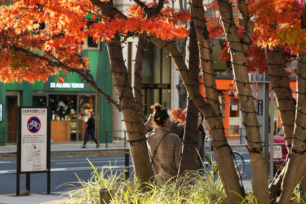 都会のなかの紅葉