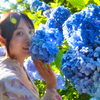紫陽花日和