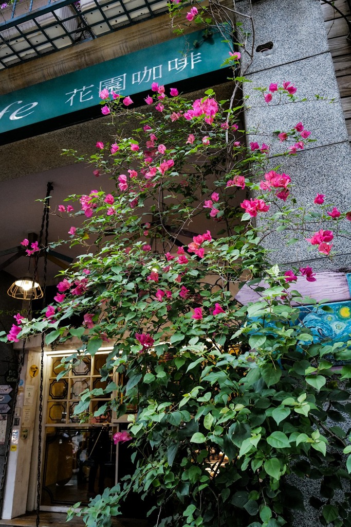 台北の花