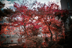 儚さと