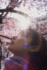 今年の桜は良いさくら　河津桜