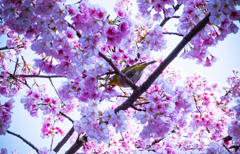 今年の桜は良いさくら　河津桜