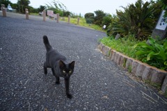 鹿児島の黒猫と一期一会（１）