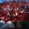 Late fall autumn   (3)