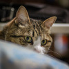 猫と女性は相似してるという話