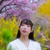 今年の桜は良いさくら