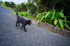 鹿児島の黒猫と一期一会（３）