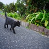 鹿児島の黒猫と一期一会（３）