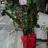 台北の花