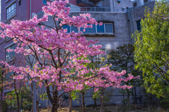 春がきちゃったね